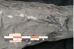 Foto (Detailansicht) von Asterocarpus meriani Br. (NHMW-GEO-2024-0188-10493)